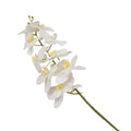 ORCHID 100CM Deventor