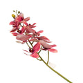 ORCHID 100CM Deventor