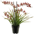 ORCHID PLAND W/POT 71CM Deventor