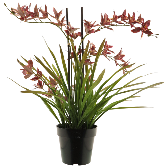 ORCHID PLAND W/POT 71CM Deventor
