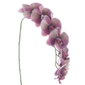 PHALAENOPSIS  111CM Deventor
