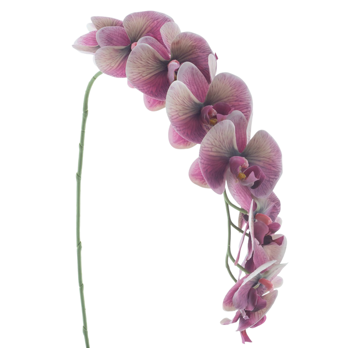 PHALAENOPSIS  111CM Deventor