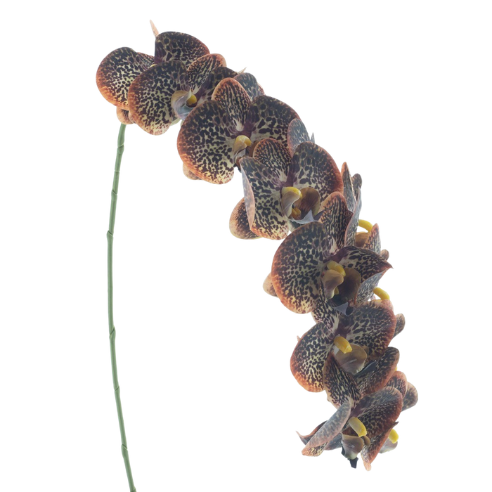 PHALAENOPSIS 111CM Deventor