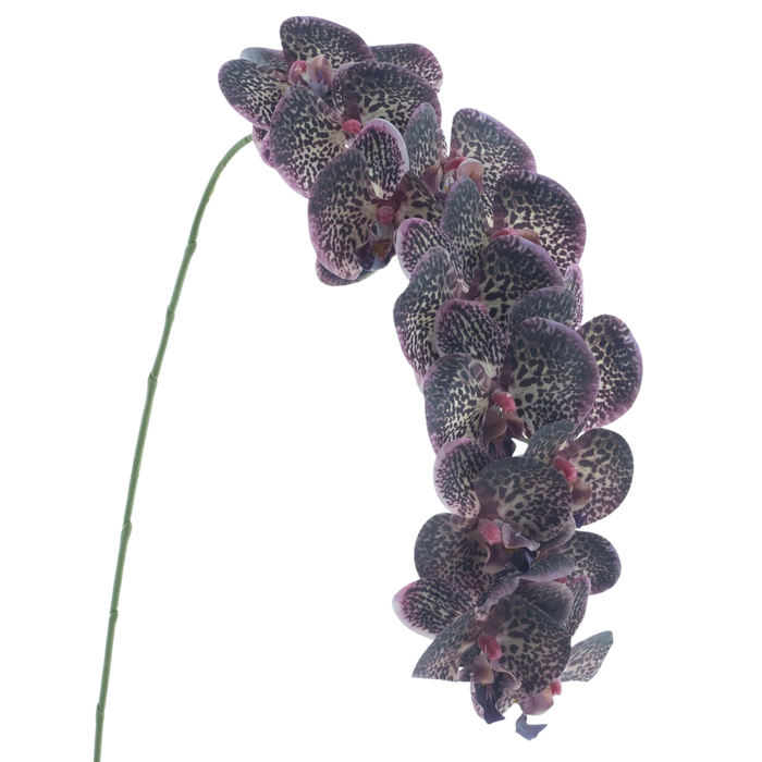 PHALAENOPSIS PURPLE 111CM Deventor