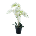 PHALENOPSIS BORA X5 IN POT WHITE 60CM Deventor