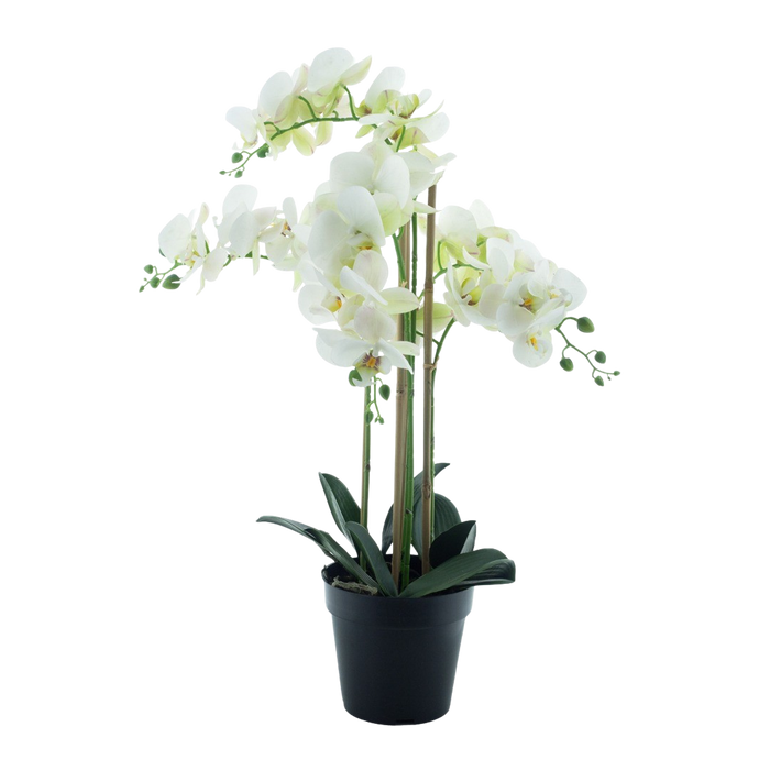 PHALENOPSIS BORA X5 IN POT WHITE 60CM Deventor