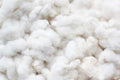 Pima Long Staple Ginned Cotton