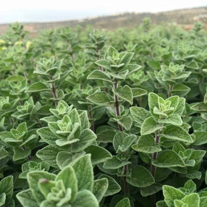Za'atar