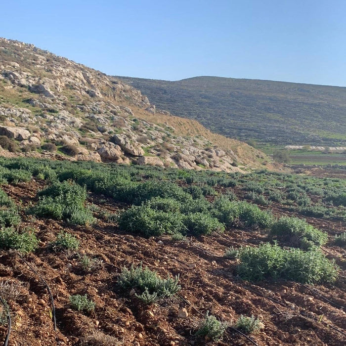 Za'atar