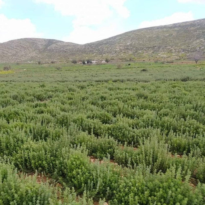 Za'atar